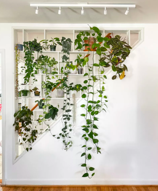 Crie a prateleira perfeita para suas plantas com estas dicas