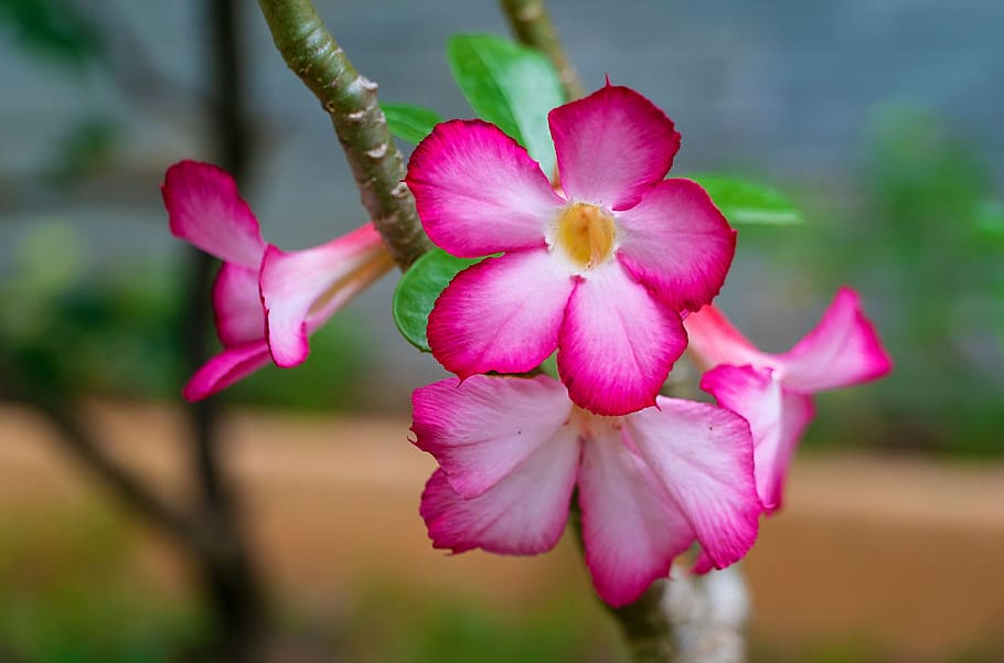 Como cultivar a rosa do deserto. Na foto, flor da rosa do deserto.