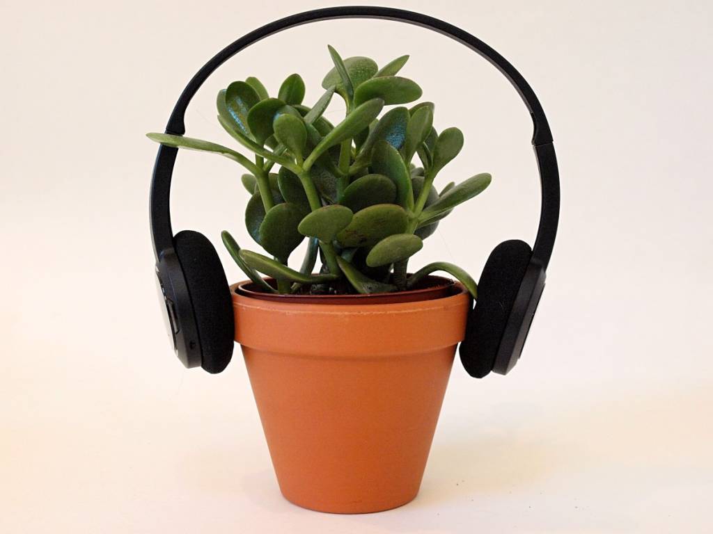 spotify-lanca-playlist-para-plantas-casa.com-1