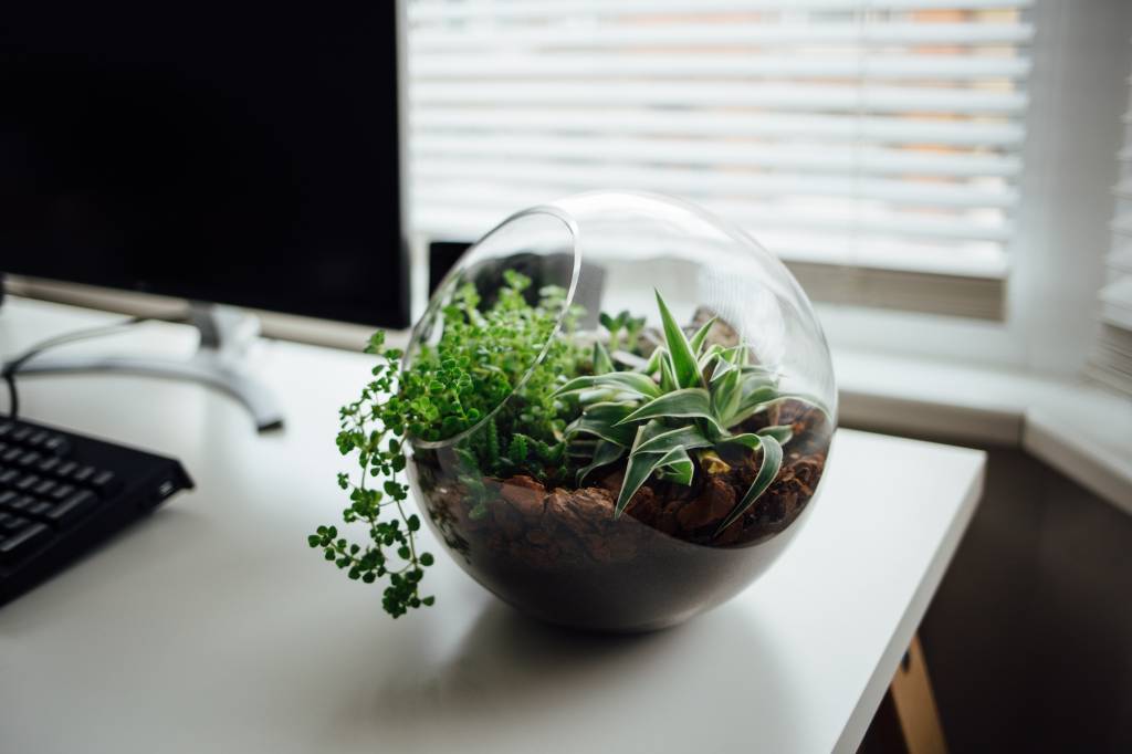 1-7-dicas-para-montar-seu-terrario-de-suculentas Terrário de plantas de vidro sobre mesa de escritório