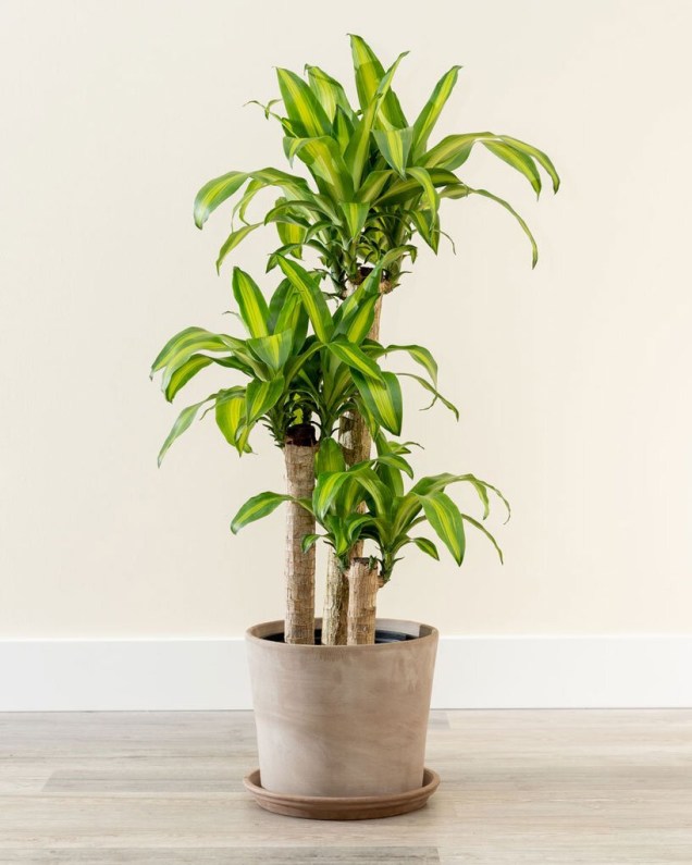 Dracaena listrada