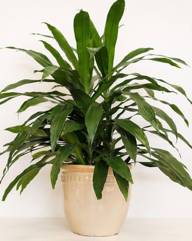 Dracaena deremensis