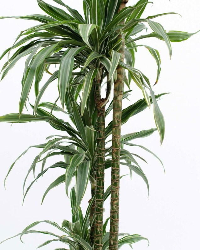 Dracaena warneckii