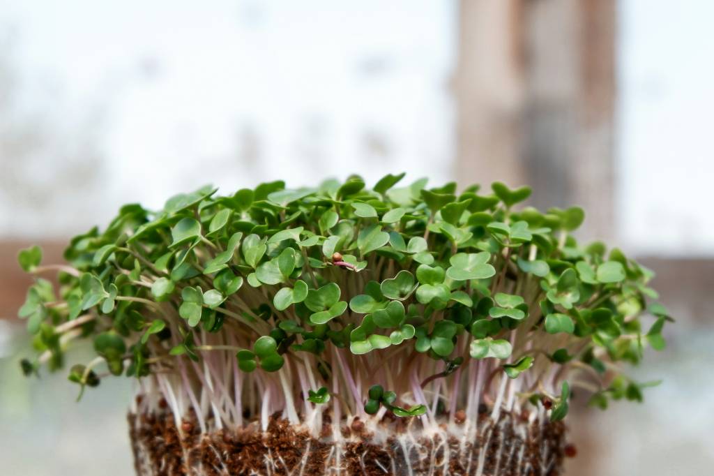 Microverdes-o-que-sao-e-como-voce-pode-cultivar-seu-microjardim-01 Microverdes: o que são e como você pode cultivar seu microjardim