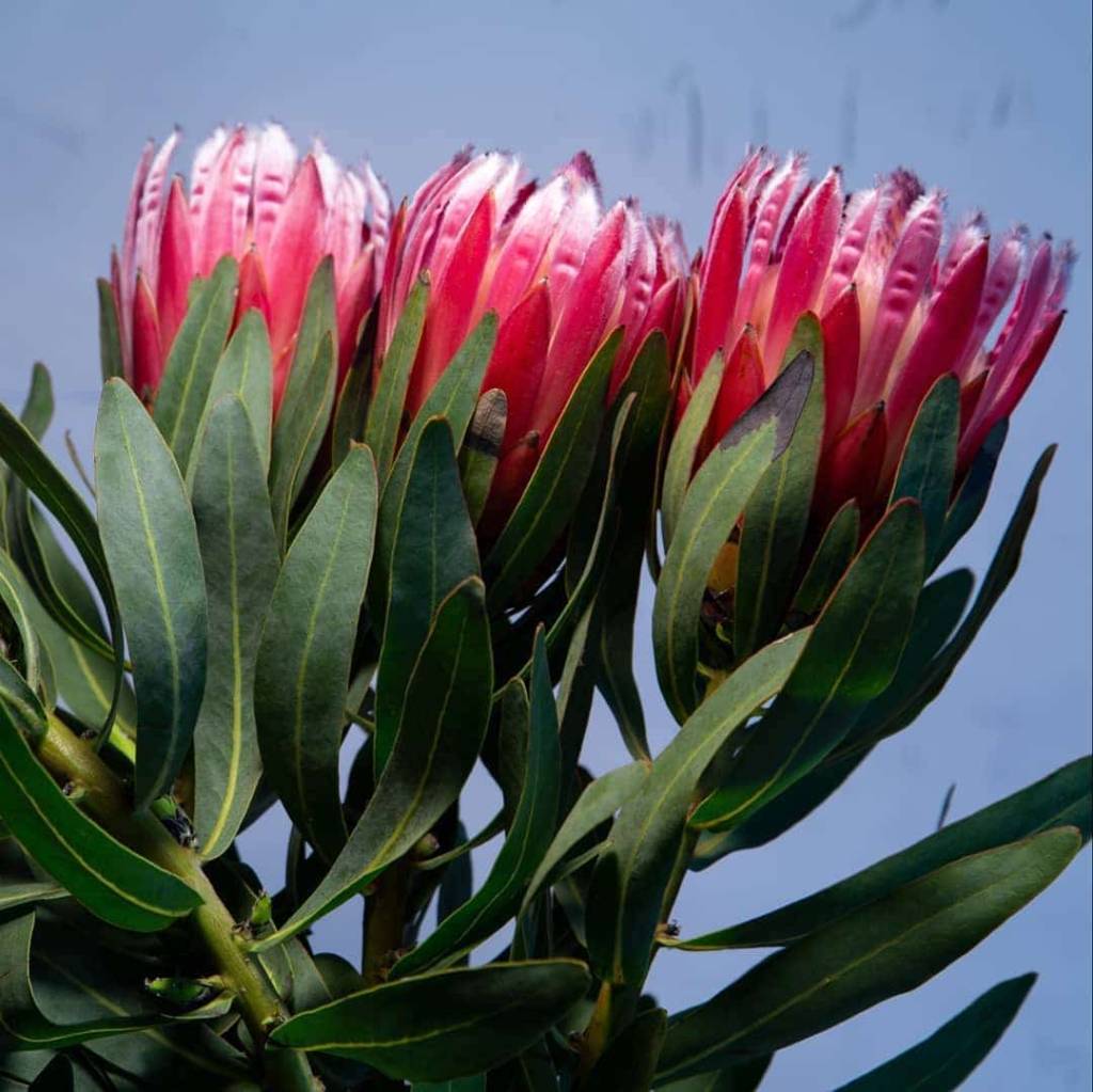 animais-fotografias-realistas-petalas-de-flores-mymodernmet-05 animais-fotografias-realistas-petalas-de-flores-mymodernmet-05