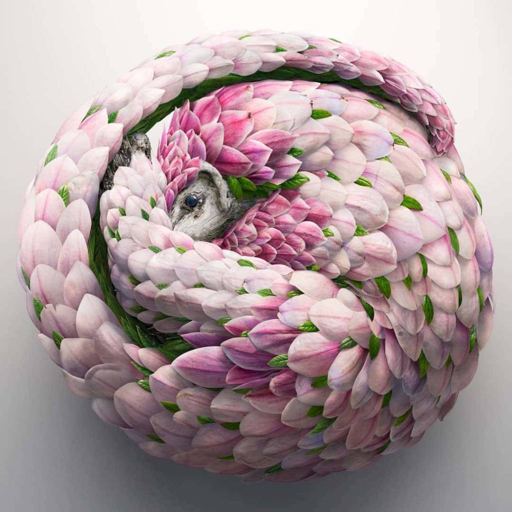 animais-fotografias-realistas-petalas-de-flores-mymodernmet-06 animais-fotografias-realistas-petalas-de-flores-mymodernmet-06
