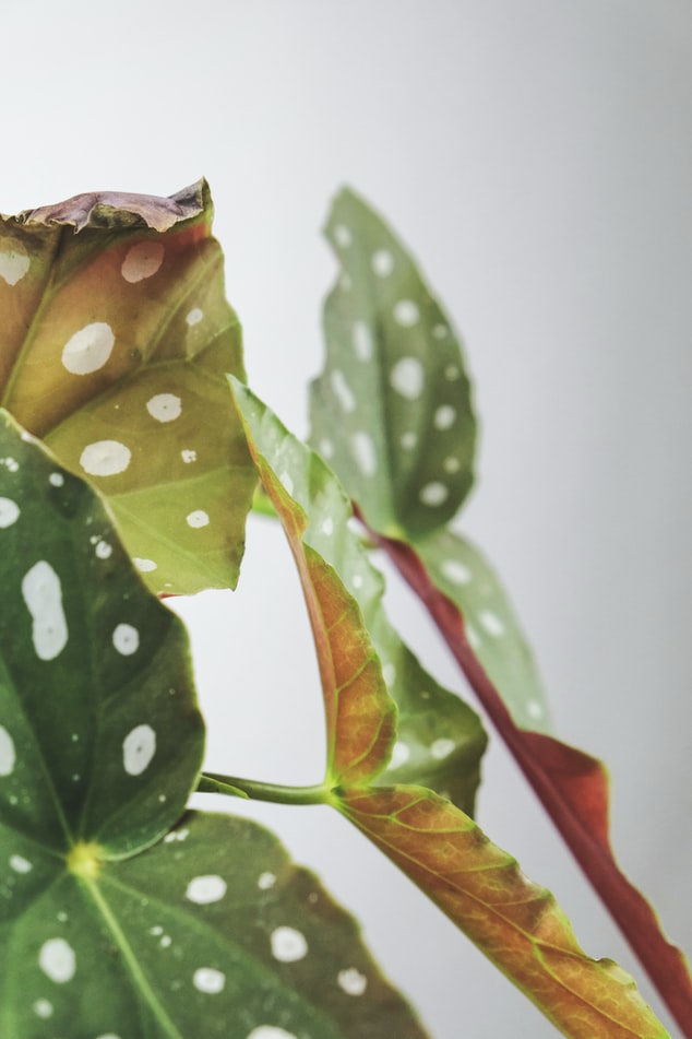 plantas de begonia maculata