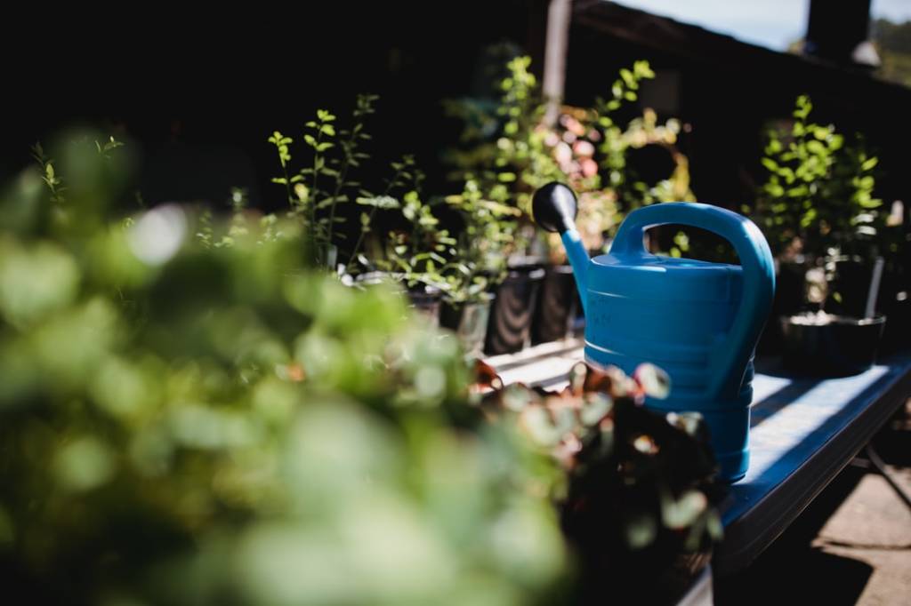 como-cuidar-das-flores-no-inverno-casa.com-1-unsplash-jason-leung como-cuidar-das-flores-no-inverno-casa.com-1-unsplash-jason-leung