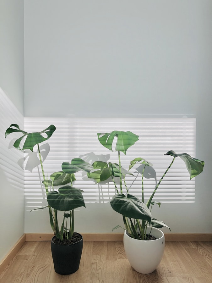 como-cuidar-das-flores-no-inverno-casa.com-2-unsplash-sanna-lun como-cuidar-das-flores-no-inverno-casa.com-2-unsplash-sanna-lun