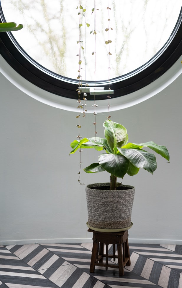 como-cuidar-das-flores-no-inverno-casa.com-3-unsplash-jane-duursma como-cuidar-das-flores-no-inverno-casa.com-3-unsplash-jane-duursma