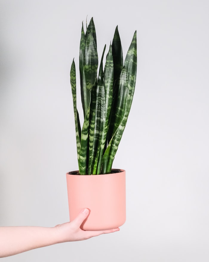como-cuidar-das-flores-no-inverno-casa.com-4-unsplash-severin-candrian como-cuidar-das-flores-no-inverno-casa.com-4-unsplash-severin-candrian