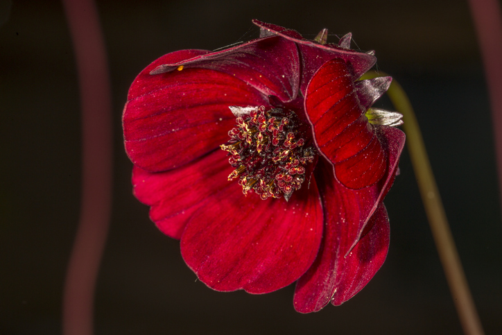 chocolate cosmos