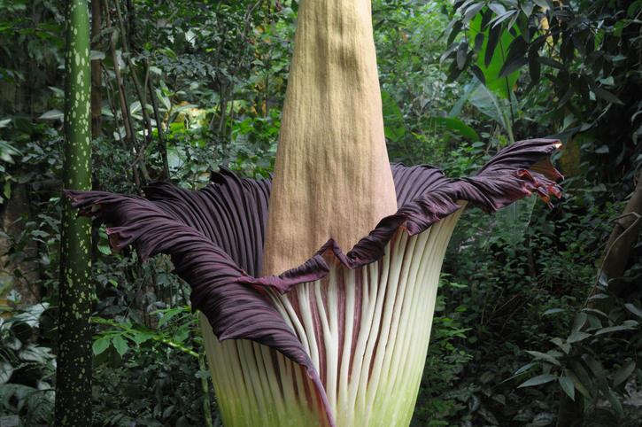 Titan arum