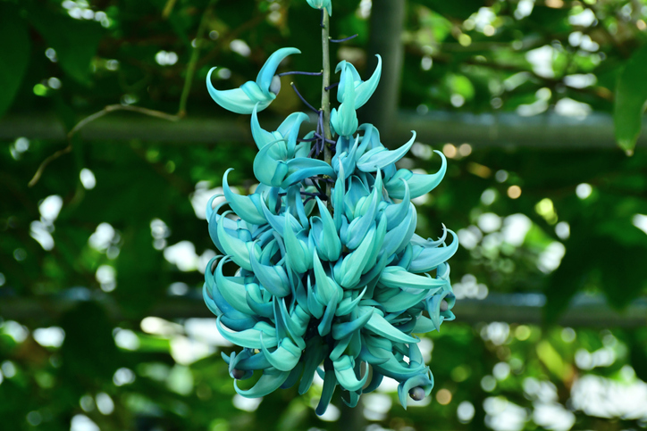 Jade Vine / Strongylodon macrobotrys