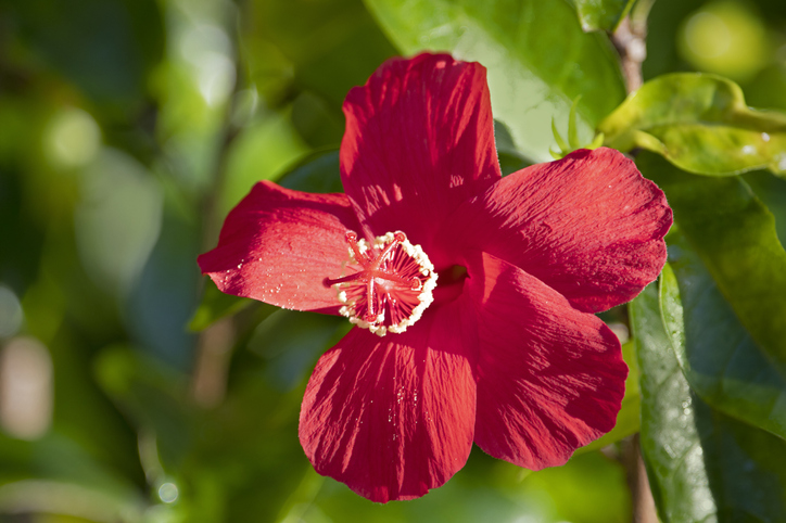 red Hibiscus kokio flower