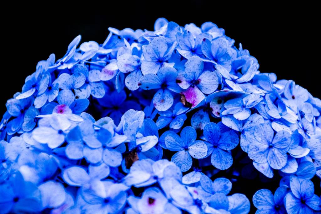 5-voce-ja-ouviu-falar-em-jardim-da-lua 5-voce-ja-ouviu-falar-em-jardim-da-lua