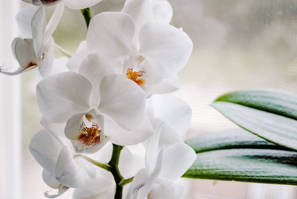 Esta-orquidea-parece-uma-pombinha-01 Esta orquídea parece uma pombinha!