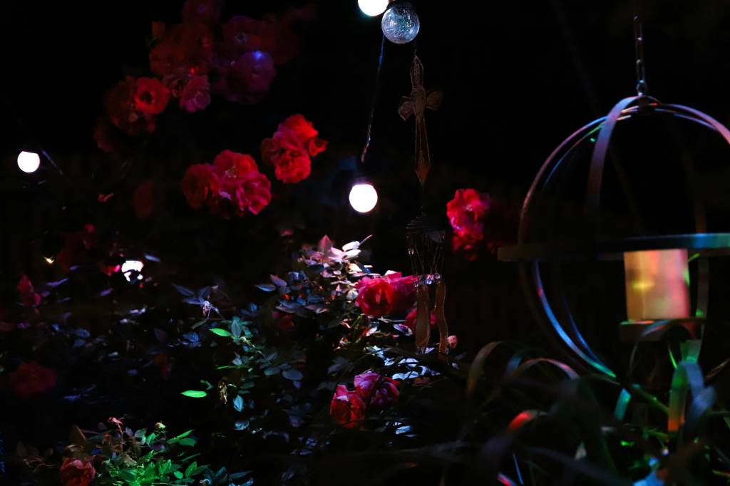 Voce-ja-ouviu-falar-em-jardim-da-lua-04 Você já ouviu falar em “jardim da lua”?