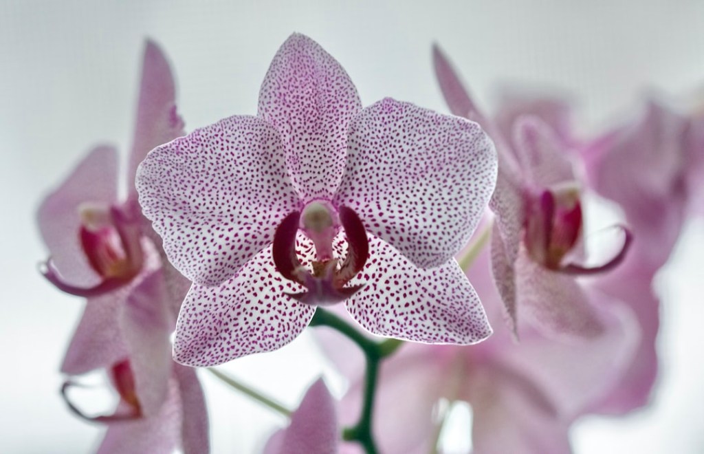 Orquídea em apartamento