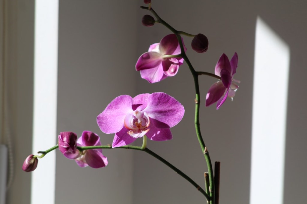 Orquídeas em casa e apartamento