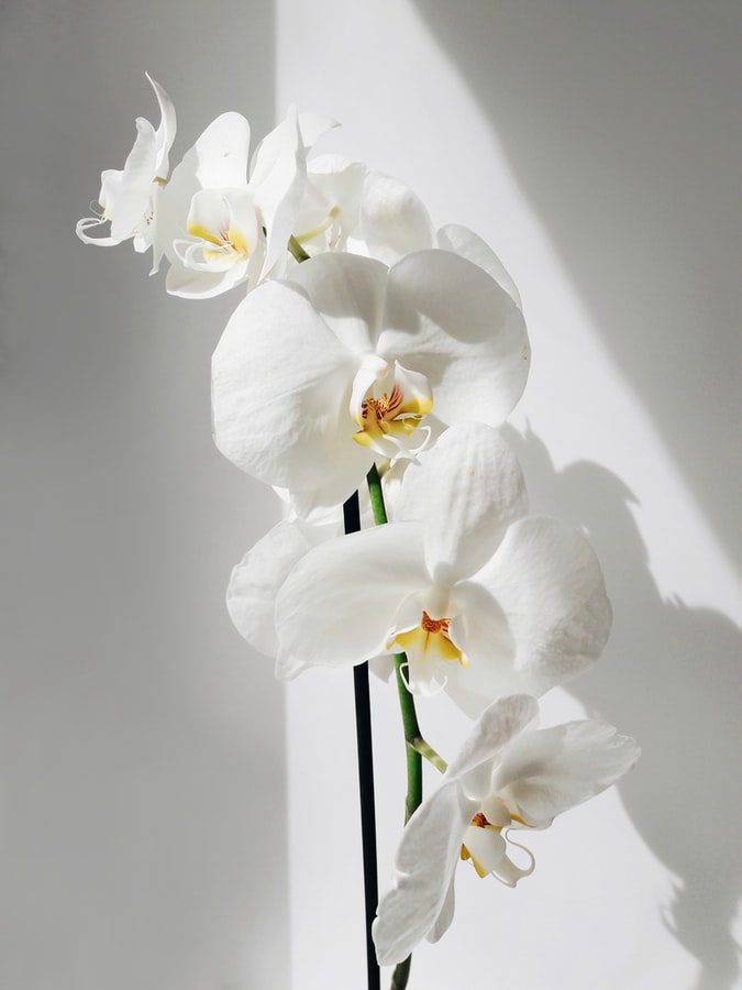 Qual a melhor orquídea para apartamento