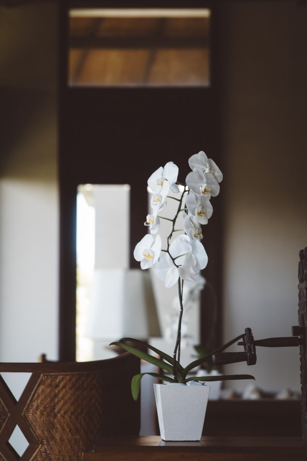 Iluminação para orquídeas