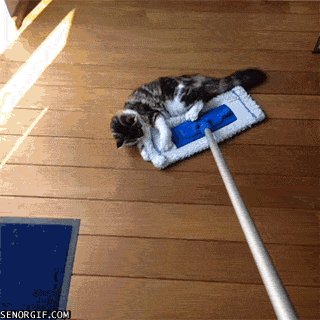 5-Hábitos-que-devem-ser-evitados-durante-a-limpeza-da-casa-giphy-02 Gif de gato preso em uma vassoura