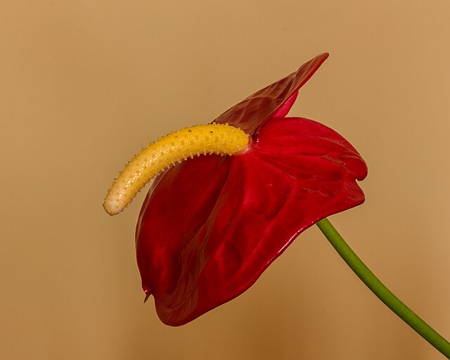 anturio-wikimedia-commons-agnes-monkelbaan Belo e marcante: como cultivar Antúrio