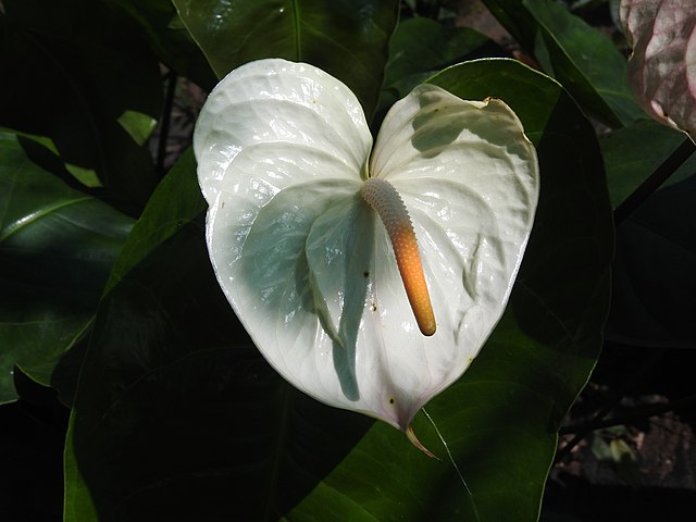 anturio-wikimedia-commons-yercaud-elango Belo e marcante: como cultivar Antúrio
