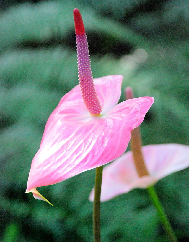 anturio-wikimedia-commons anturio-wikimedia-commons