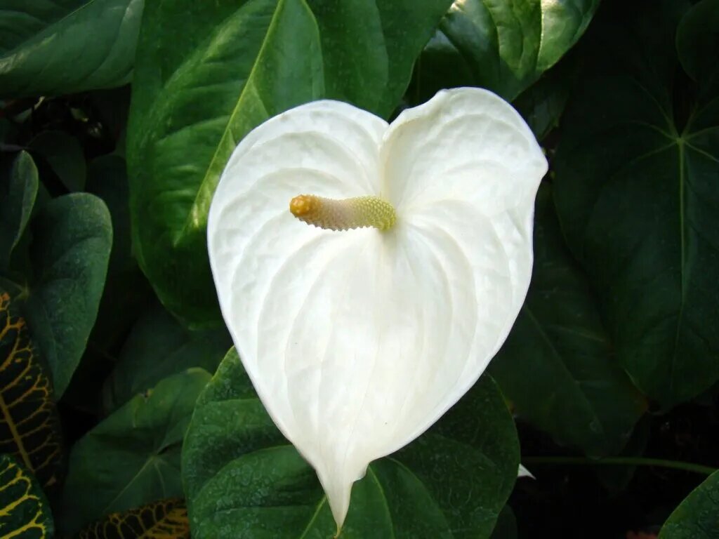 como-cultivar-anturio-casa.com-6-pergunte-ao-agronomo Flor branca de antúrio.