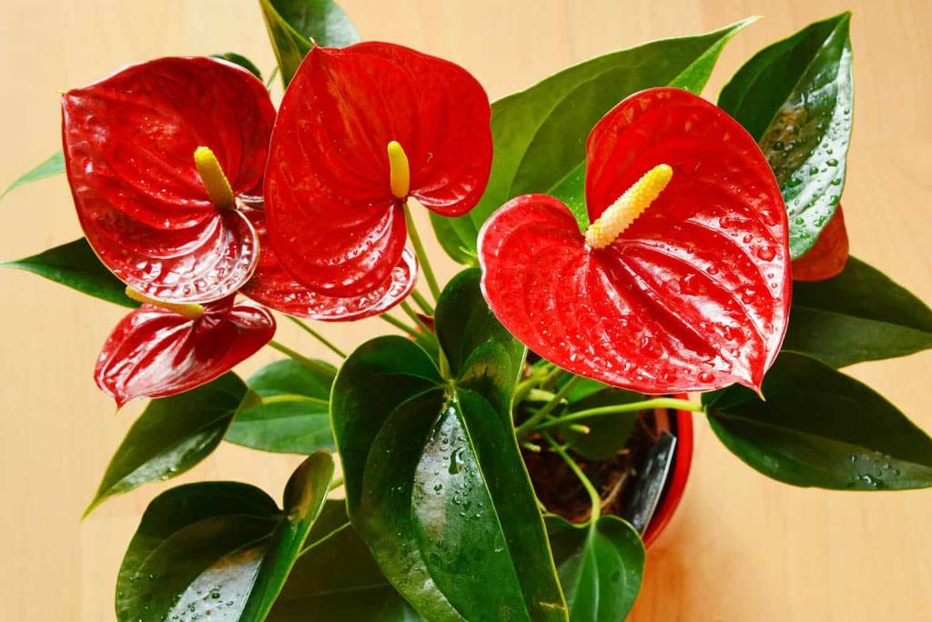 como-cultivar-anturio-casa.com-7-the-healthy-house-plant como-cultivar-anturio-casa.com-7-the-healthy-house-plant