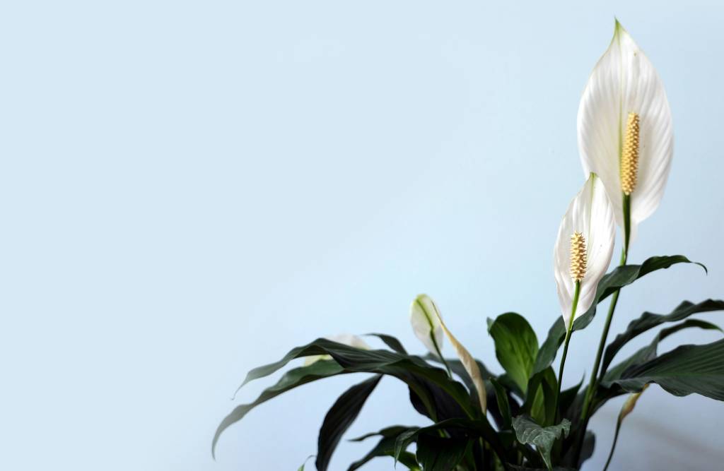 lirio-da-paz-lan-gao-unsplash Como plantar e cuidar de lírio-da-paz