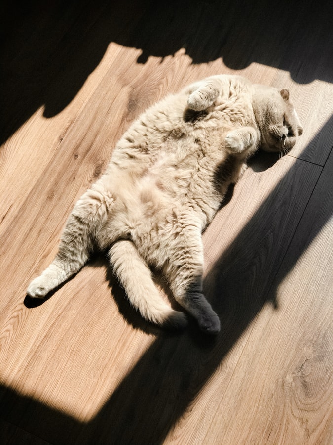 telhas-translucidas-casa.com-7-unsplash-victoria-naumenko Gato cinza tomando sol de barriga para cima em ambiente interno com piso de madeira