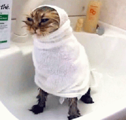 Gif de gato enrolado em toalha