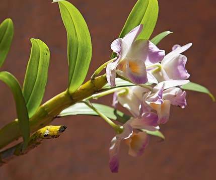 Orqu&iacute;dea olho-de-boneca lil&aacute;s