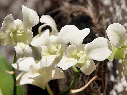 Orqu&iacute;dea olho-de-boneca branca