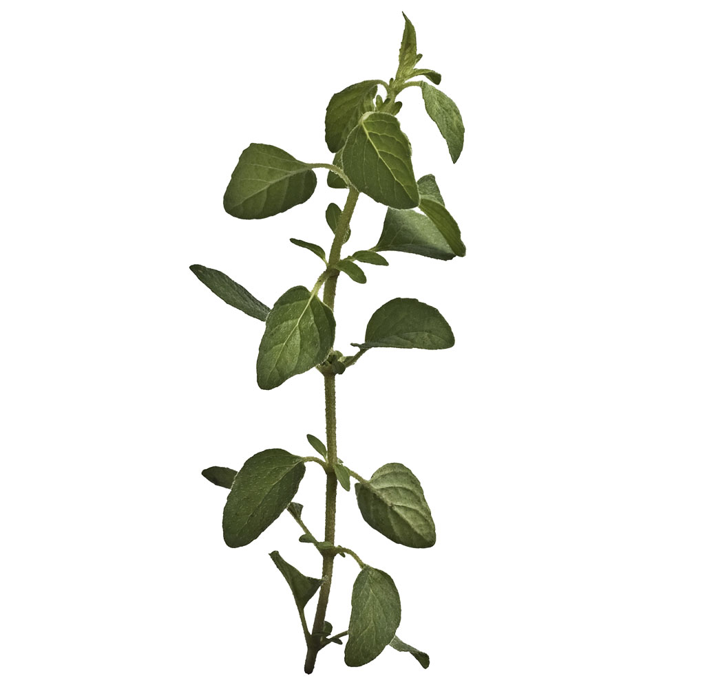 08-ervas-para-cultivar-em-casa-e-usar-como-tempero