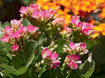 Orqu&iacute;dea calancho&ecirc;