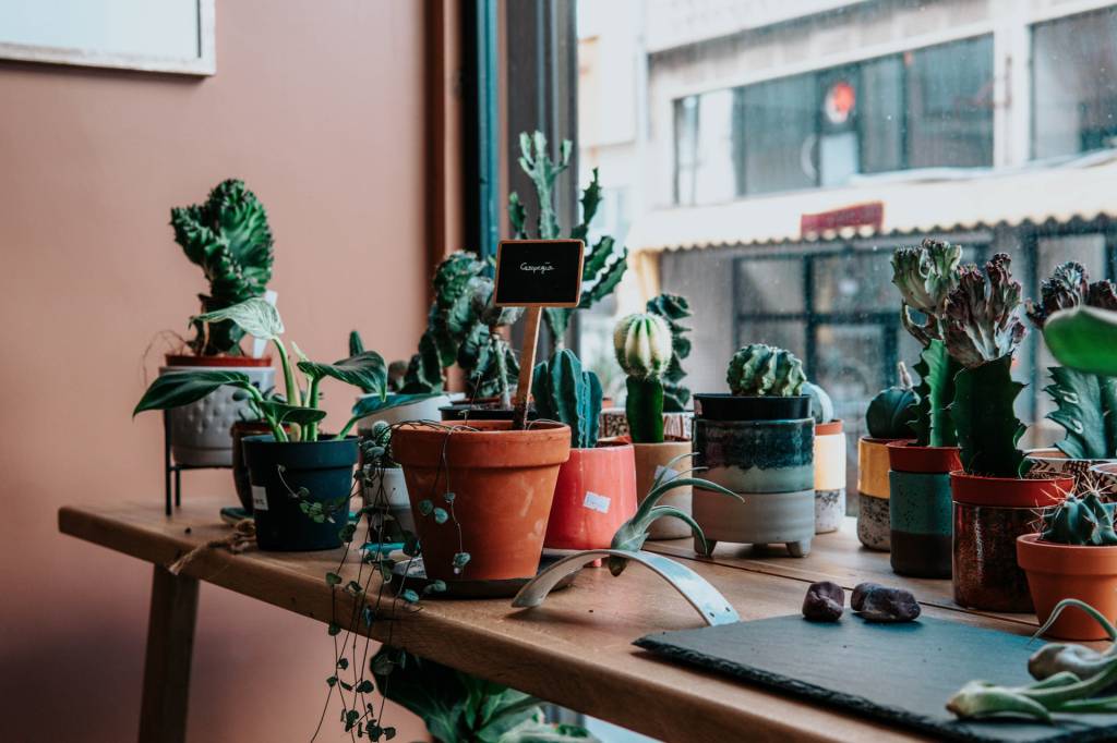 10-o-guia-completo-para-escolher-o-melhor-vaso-para-suas-plantas 10-o-guia-completo-para-escolher-o-melhor-vaso-para-suas-plantas