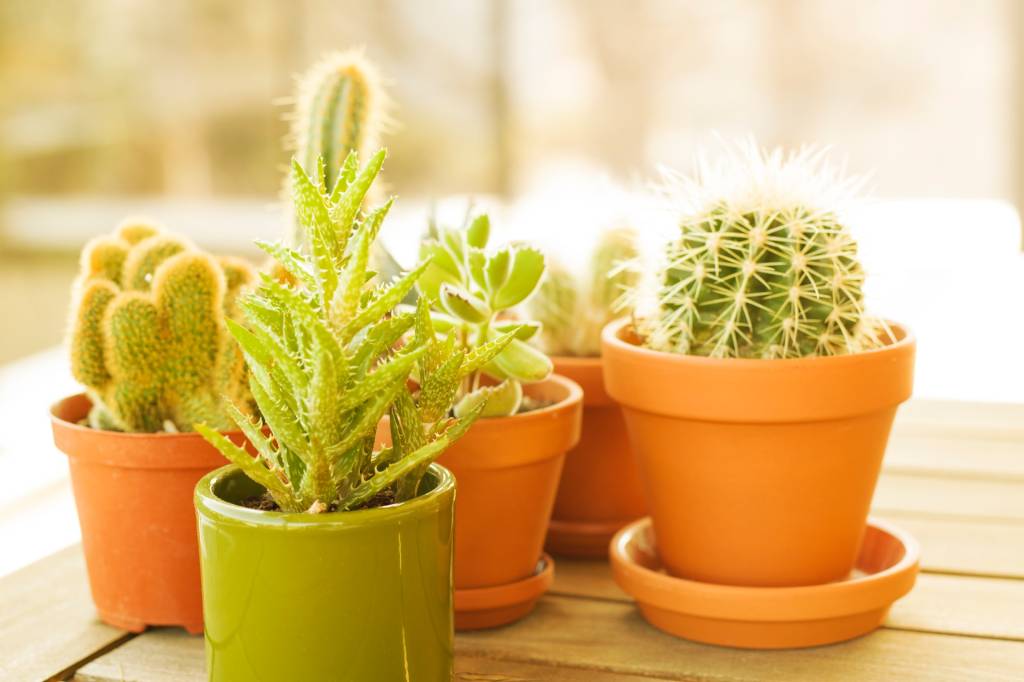 11-o-guia-completo-para-escolher-o-melhor-vaso-para-suas-plantas 11-o-guia-completo-para-escolher-o-melhor-vaso-para-suas-plantas