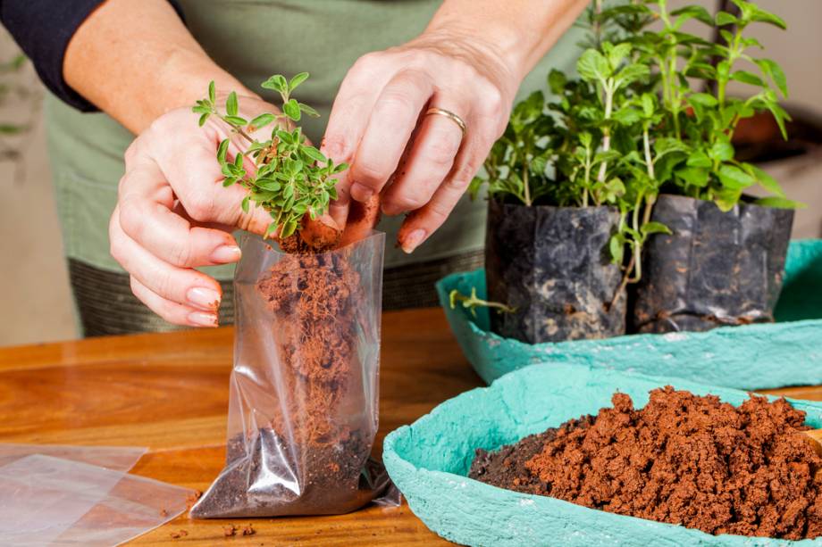 Pegue um saquinho plástico e faça um pequeno furo na base, importante para escoar a água. Preencha-o com terra de jardinagem até a metade. Coloque a muda e complete a embalagem com mais terra.