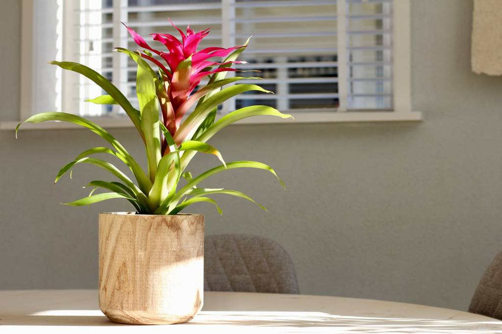 15-o-guia-completo-para-escolher-o-melhor-vaso-para-suas-plantas 15-o-guia-completo-para-escolher-o-melhor-vaso-para-suas-plantas