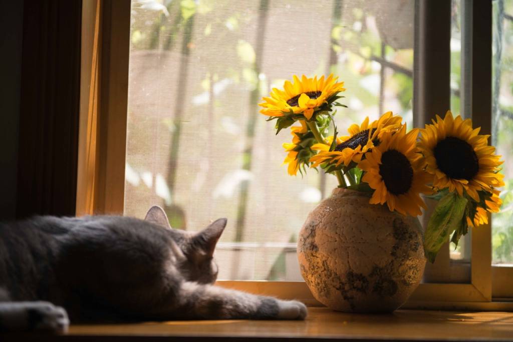 2-o-guia-completo-de-como-cultivar-girassol-dentro-de-casa Gato ao lado de um vaso de girassóis