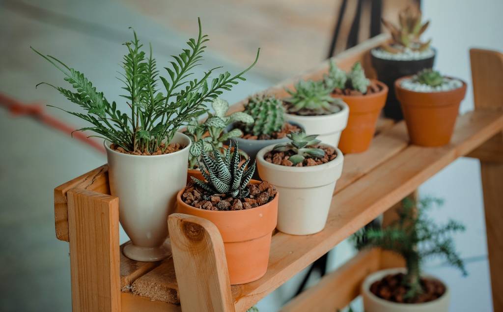 4-o-guia-completo-para-escolher-o-melhor-vaso-para-suas-plantas 4-o-guia-completo-para-escolher-o-melhor-vaso-para-suas-plantas
