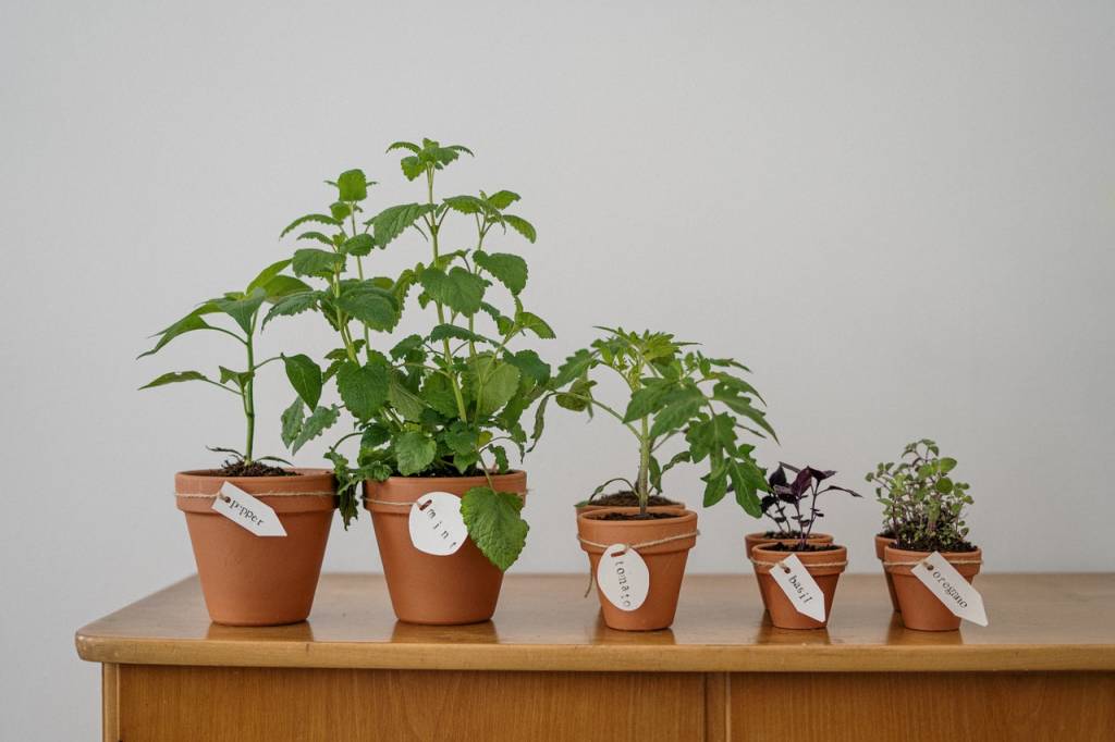 6-o-guia-completo-para-escolher-o-melhor-vaso-para-suas-plantas 6-o-guia-completo-para-escolher-o-melhor-vaso-para-suas-plantas