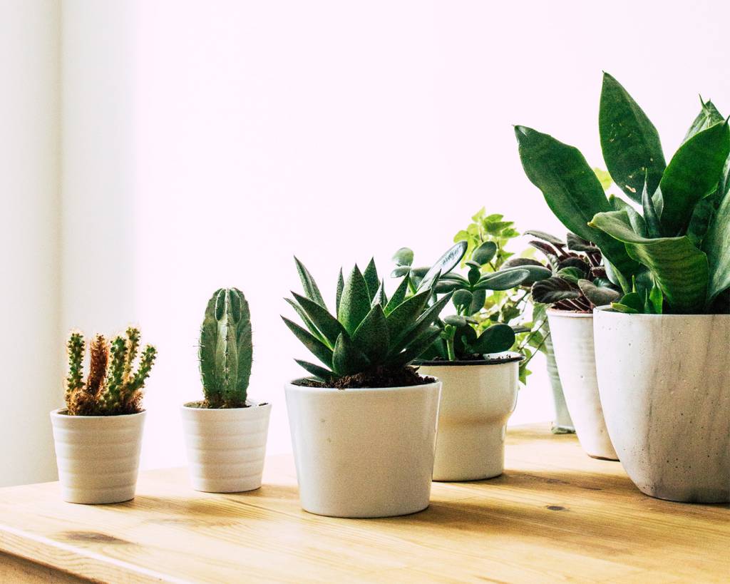7-o-guia-completo-para-escolher-o-melhor-vaso-para-suas-plantas 7-o-guia-completo-para-escolher-o-melhor-vaso-para-suas-plantas