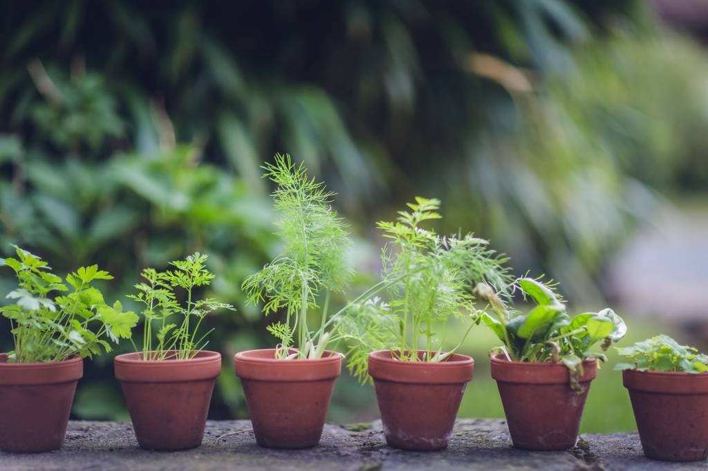 8-o-guia-completo-para-escolher-o-melhor-vaso-para-suas-plantas 8-o-guia-completo-para-escolher-o-melhor-vaso-para-suas-plantas
