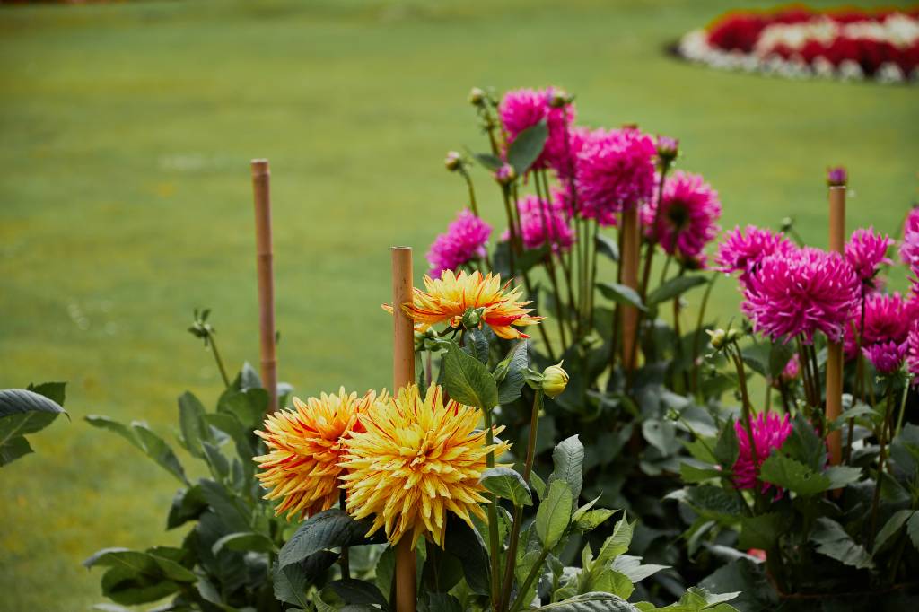 Como-plantar-e-cuidar-de-dalias-04 Como plantar e cuidar de dálias