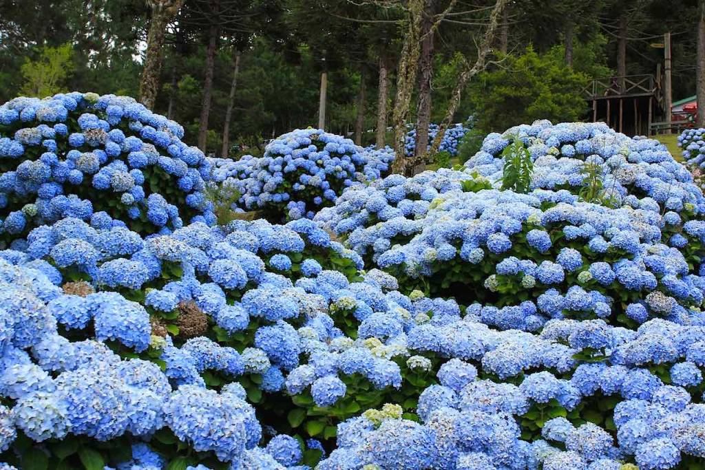 Como-plantar-e-cuidar-de-hortênsias-08